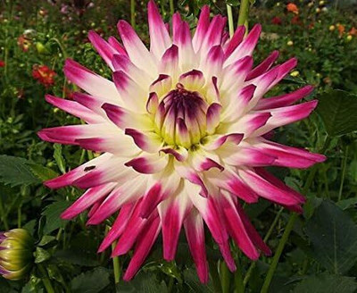 LPR DAHLIA Seed(50 per packet)