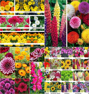 ibains Seed packet combo flower biij 212 Seed(212 per packet)