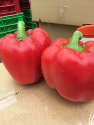 Quentova Organic Red Capsicum-2N-RXI Seed(75 per packet)