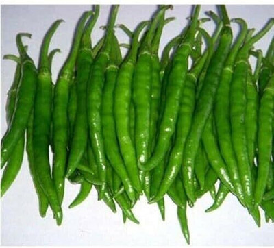 KNESSiN Open-Pollinated Long Green Chilli Seeds For Gardening-(2400 Seeds) Seed(2400 per packet)