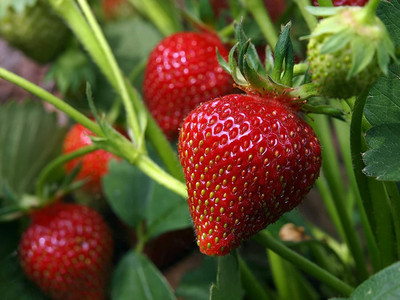 Aywal Strawberry Seed(80 per packet)