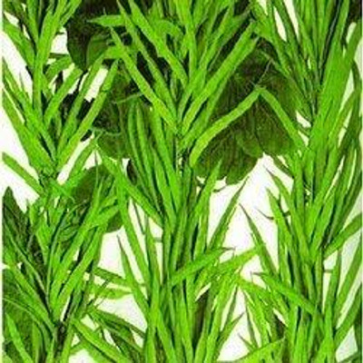 CRGO BEANS Seed(20 per packet)