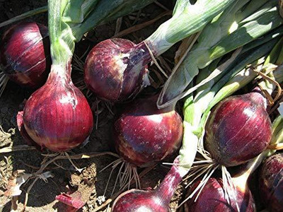 Qualtivate PUA-1A Red Onion Premium Seeds Seed(500 per packet)