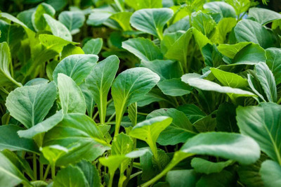 WILLVINE SCI -II Heirloom Chinese Cabbage Pakchoi Seeds [50g] Seed(15000 per packet)