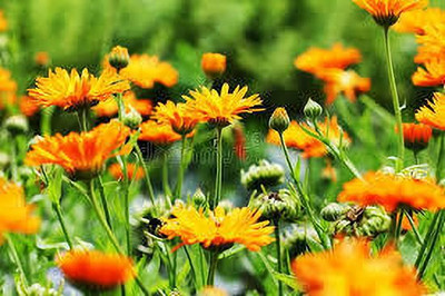 greenfarm Calendula Mixed seeds Pure organic C70 Seed(85 per packet)