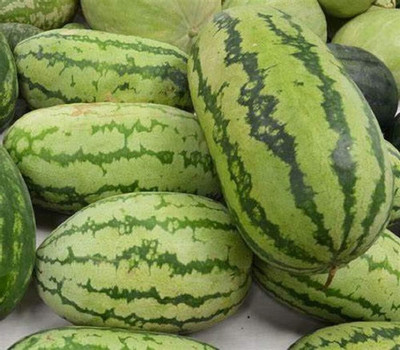 KNESSiN Non GMO Large Jubilee Watermelon Seeds for Terrace Gardening-(50 Seeds) Seed(50 per packet)