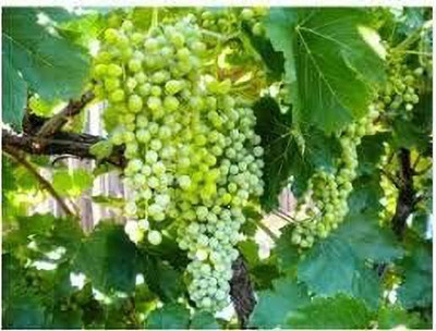 Aywal Sweet green grapes Seed(5 per packet)