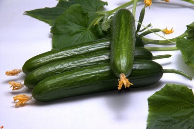 VibeX XLL-86 - Cucumber Emelya Giant Long - (450 Seeds) Seed(450 per packet)