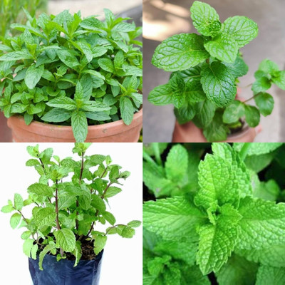 ibains Mint seeds biij 39 Seed(39 per packet)