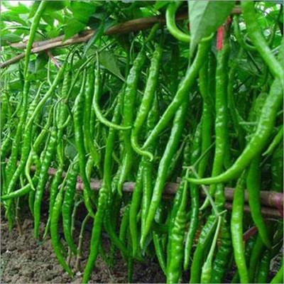 seedito F1 hybrid chilli seeds highest yield Verity dark green fruit Seed Seed(51 per packet)