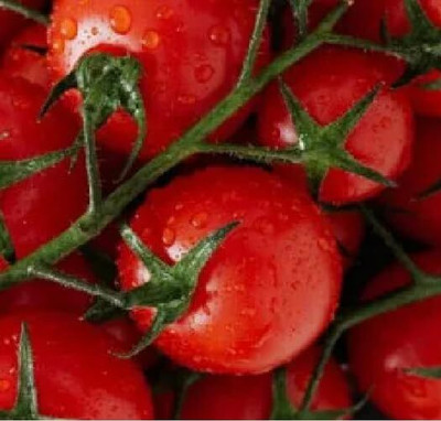 LPR TOMATOO,TAMATARR Seed(100 per packet)