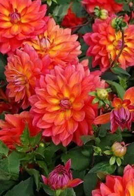 Aro Dhalia Seed(12 per packet)