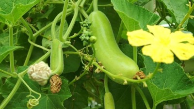 BJUBAS Hybrid long bottle gourd seeds for plant PACK OF 30 Seed(30 per packet)