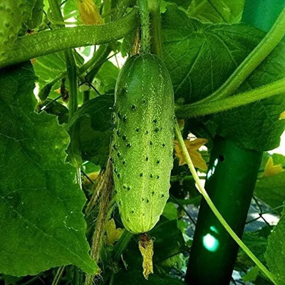 Qualtivate PUA-4A Cucumber Source F1 Rodnichok Open-Pollinated Seed(300 per packet)