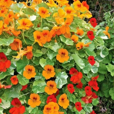 Aro Nasturtium Seed(51 per packet)