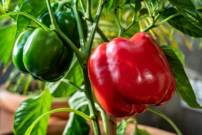 Biosnyg Hybrid Mixed Bellboy Capsicum Vegetable Seeds For Gardening-(50 Seeds) Seed(50 per packet)