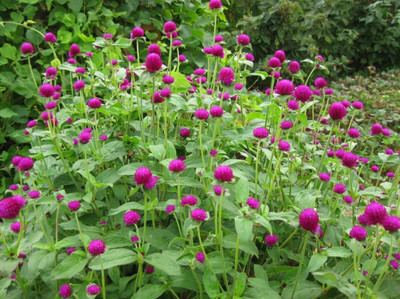 STARKC Gomphrena- Purple Seed(200 per packet)