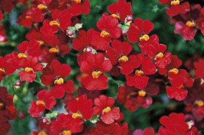 LPR NEMESIA Seed(15 per packet)
