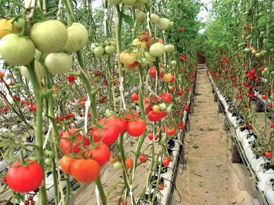 Quentova High Quality Red Tomato-PAUS-8R Seed(250 per packet)