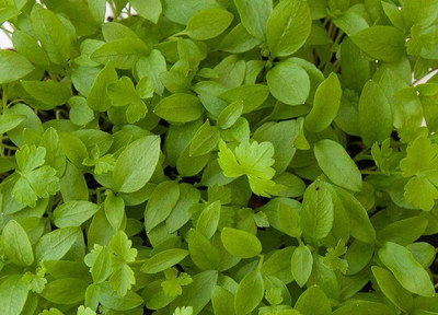 CYBEXIS Garden Parsley microgreen2800 Seeds Seed(2800 per packet)