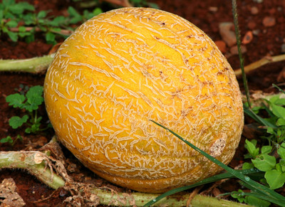 ASPEN Cantaloupe | Kharbuja | Musk Melon Seed(20 per packet)