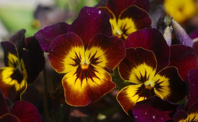 Quentova Large-flowered Pansy-ROC-11E Seed(100 per packet)