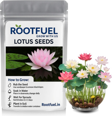 Happy Bazaar 20pc Lotus Flower Seeds for Home Garden, Hybrid Kamal Ke Beej for Water Bowl Seed(20 per packet)