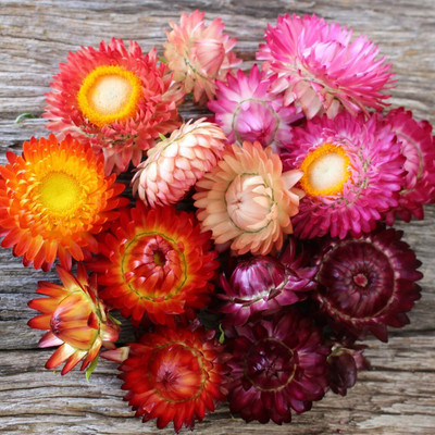 Aywal Helichrysum Mixed Color F1 Hybrid Seed(40 per packet)