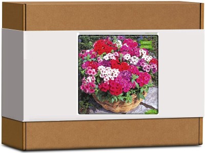 CYBEXIS Phlox Beauty Mix Flower Seeds100 Seeds Seed(100 per packet)