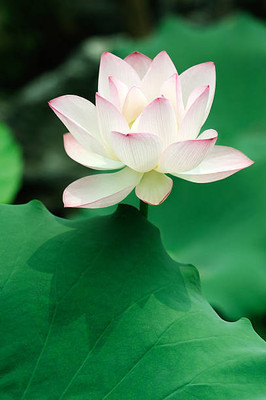amkdseeds lotus,kamal gatta Seed(10 per packet)