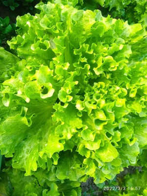 Quentova Leaf Lettuce Green-HQ-22Y Seed(300 per packet)