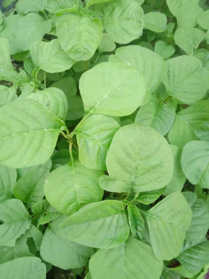 Cloud Farm Leaf Vegetable Seeds | Green Chaulai Saag Seeds | Amaranthus Green Seeds - 200 Seed(1 per packet)