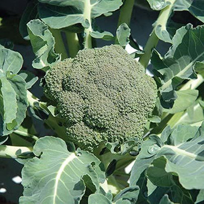 VibeX ® VXI-417 Belstar F1 Hybrid Broccoli Seeds Seed(200 per packet)