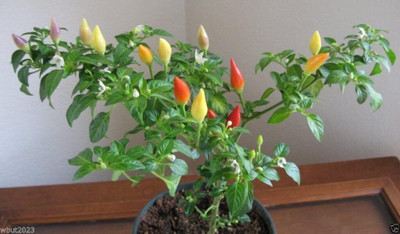 Qualtivate ICRA-1A Very Beautiful Chilli - UprightCone-Shaped Seed(300 per packet)