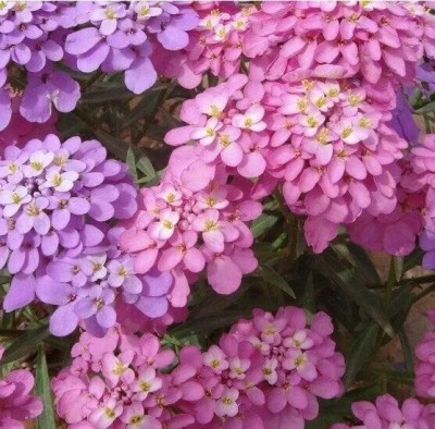 Aywal Candytuft flower Seed(90 per packet)