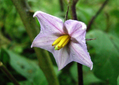 Biosnyg Open-Pollinated Brinjal ( Seeds) Seed(2000 per packet)