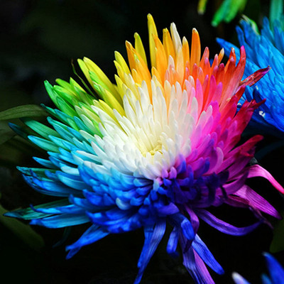CYBEXIS GBPUT-95 - Mini Rainbow Chrysanthemum - (90 Seeds) Seed(90 per packet)