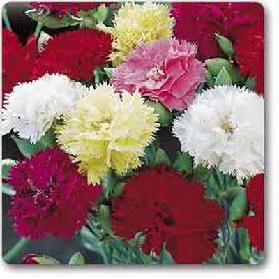 CYBEXIS CARNATION GIANT CHABAUD MIXED Seed(1 g)
