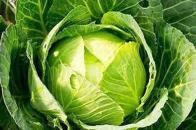 BJUBAS Hyhbrid Cabbage Seeds pack of 12 Seed(12 per packet)