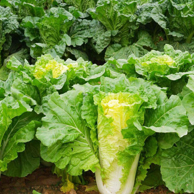 CYBEXIS Vegetable Seeds, Cabbage, Small rapeseed2000 Seeds Seed(2000 per packet)