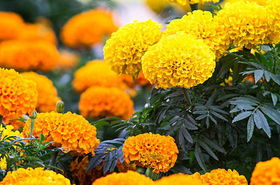 iGrow marigold/gende ka phool flower seeds Seed(75 per packet)
