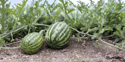 CRGO WATERMELON TARBUJ Seed(65 per packet)