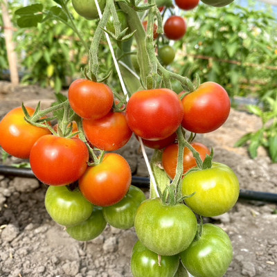 EcoFusion cherry tomato seeds Seed(75 per packet)