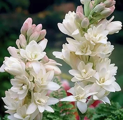 Cloud Farm Tuberose Seed(2 per packet)
