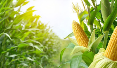 WILLVINE NKR -XI N-30 Corn Seeds-[250g] Seed(1000 per packet)