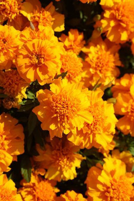 Herbocure marigold,gende ka phool seeds Seed(22 per packet)