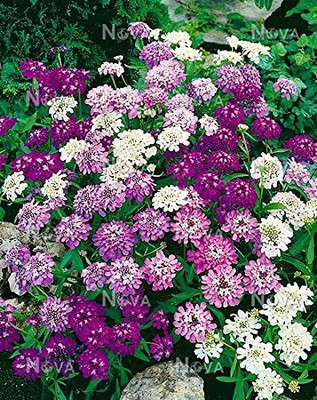 Lorvox Candytuft Dwarf Fairy Mixed Seed(70 per packet)