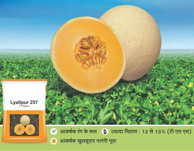 CYBEXIS PUAS-60 - Lyallpur 257 F1 Hybrid Muskmelon - (1350 Seeds) Seed(1350 per packet)