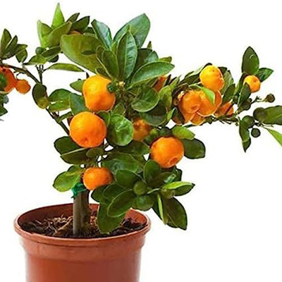 Aywal Bonsai Imported MANDARIN ORANGE PLANT Seed(7 per packet)