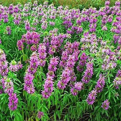 VibeX HUA-82 - Herb Lemon Mint - (2250 Seeds) Seed(2250 per packet)